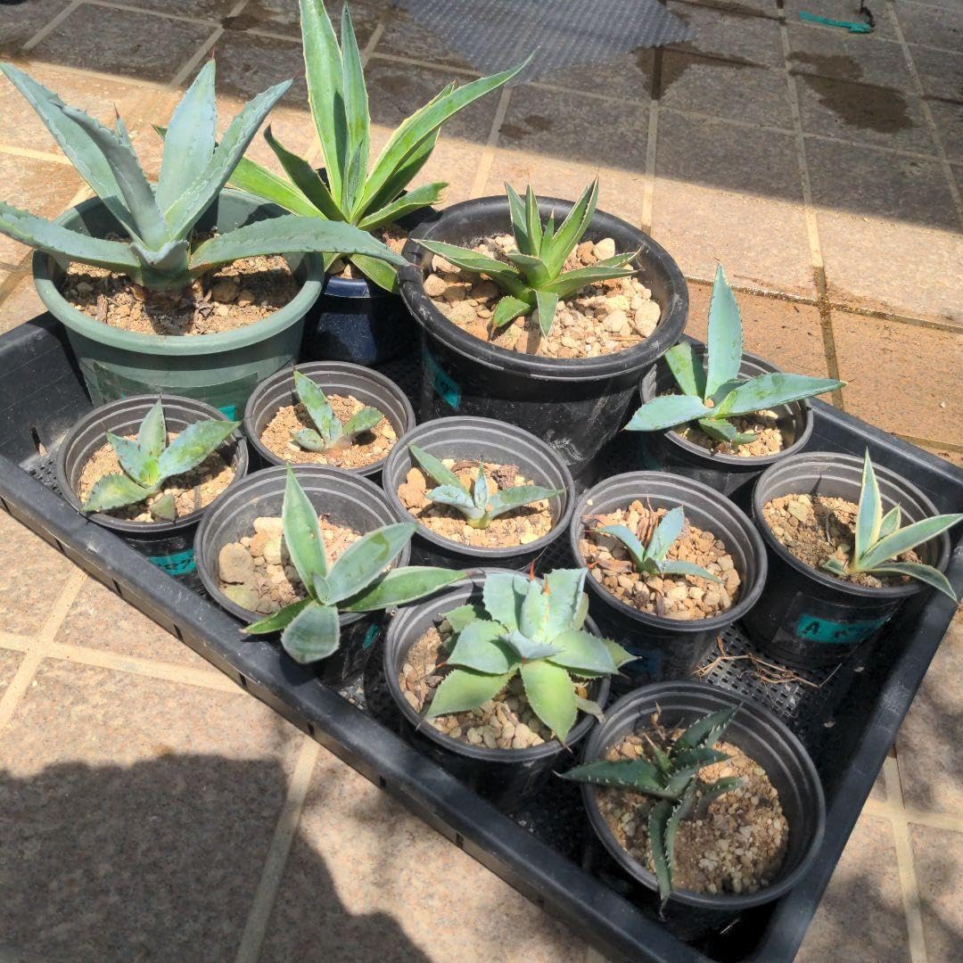 アガベの苗 抜き苗12種類 アガベ 斑入り12株セット アガベ 斑入り12株 アガベの苗 抜き苗12種類 アガベ 斑入り12株セット アガベ 斑入り12株